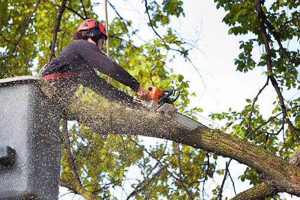 Large Tree Removal in Reisterstown, MD